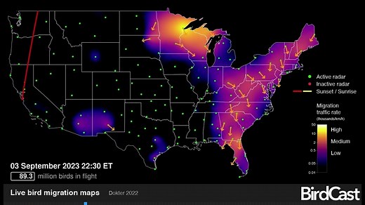 A Map of Migrating Birds