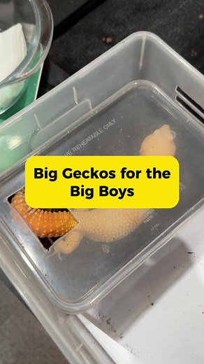 Malalaking Leopard Geckos: Mga Paborito at Pagbentang Hayop