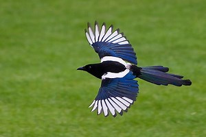 Korean magpie - Alchetron, The Free Social Encyclopedia