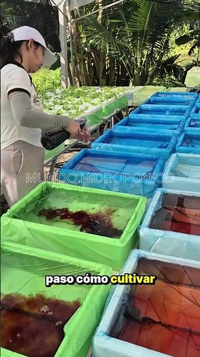 Learn to grow your own food 🍅🥬 in your own hydroponic garden at home #Hydroponics