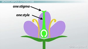 Gynoecium Definition, Structure & Types