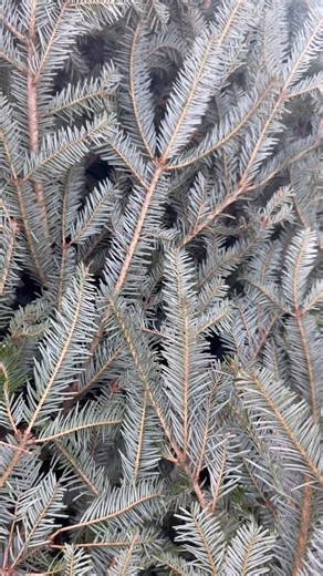 🎄✨ The Beaver Area Jaycees Christmas Tree Sale is underway! ✨🎄 It’s our favorite time of year, and we’re excited to help you find the perfect Christmas tree—all while supporting local families and community programs right here in Beaver. ❤️ Come visit us at The Tree Shed, located in the lot beside 212 State Ave, Beaver, PA. Browse a beautiful selection of fresh Fraser Fir, soak in the holiday vibes, and know that every dollar goes directly back into the community. 🎁 Hours: • Monday–Wednesday:
