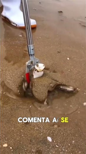 Criatura Estranha Encontrada na Areia da Praia 😳🌊