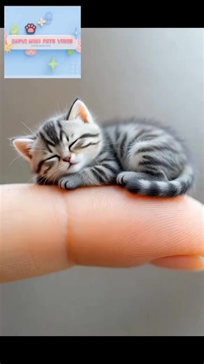 Go to sleeping beauty time 🥰💕💖 . . #tiktok #cute #minipetsvibes #pet #trending #fyp #fypシ #fypシ゚viral #foryou #foryoupage #fyppppppppppppppppppppppp