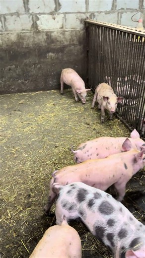 Evening on a mini farm👍🐷