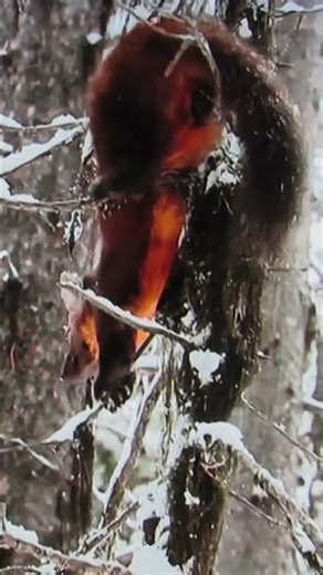 PINE MARTEN Winter In The Forest #wildlifeencounters #wildlife #pinemarten #adirondacks #mountains
