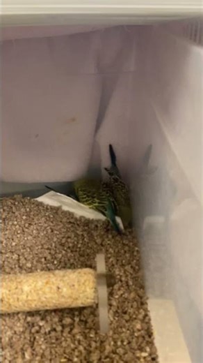 Baby parakeets
