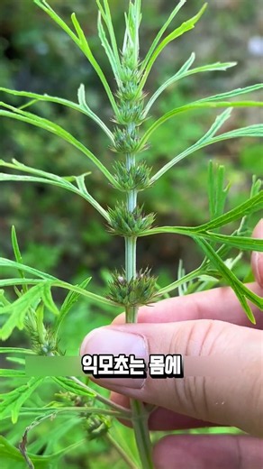 An Ancient Secret to Removing the Bitterness from Motherwort