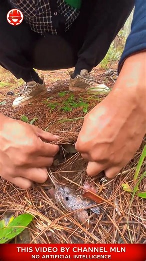 FOREST surprise! 🍄 mushroom under pine needles#shorts #crafts #skills #foraging #wildfood