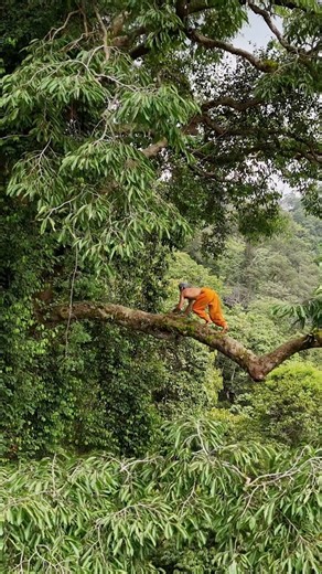 Leo Primal on Instagram: "Animal way 🌳"