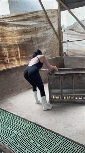 Acomodando el Trabajo en una Granja Porcina | Día a Día en la Porcicultura