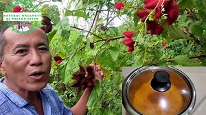 40K views · 2.2K reactions | Atsuete Natural food colorant at sa madaming benefits nito | Natural Wellness ni Pastor Vitto | Facebook