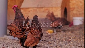 Farm-raised dwarf chickens in a nature reserve, showcasing rare and beautiful bird species during safari and eco-tours.