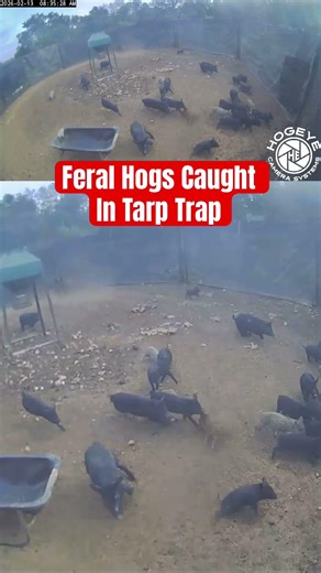 Catching Feral Hogs in a Tarp Trap using Hog Eye Camera #hogeyecameras