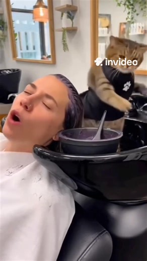 Don't disturb the cat hairdresser!#cat | loveonly.ai