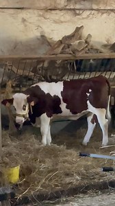 19K views · 469 reactions | Bon samedi les aventures à la ferme continue nous sommes au sevrage et madame pas très contente qui me le fais bien comprendre  | La ferme de Marie | Facebook