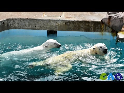 【ホッキョクグマ】豪太とモモのペアリング