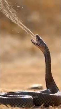 Why the King Cobra is the Ultimate Snake King! 👑