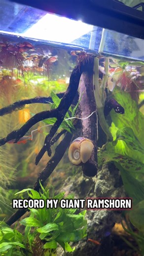 This giant ramshorn is actually a huge pain… it’s the only snail I’ve had that targets ROOTS and he’s killing my plants ): #fishtok #snails #aquarium #timelapse #problem