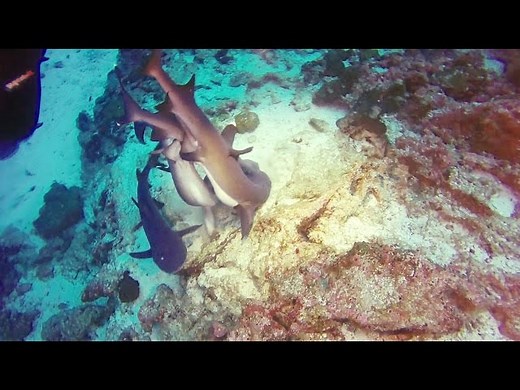 Violent Shark Sex | Shark Week