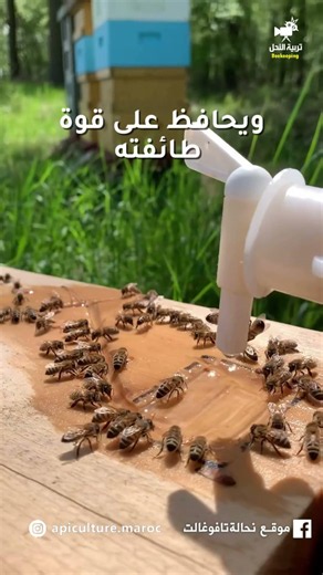 🐝 أهمية الماء للنحل | لماذا يحتاج النحل إلى الماء؟ حقائق قد لا تعرفها