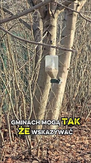 czy dokarmianie ptaków jest legalne