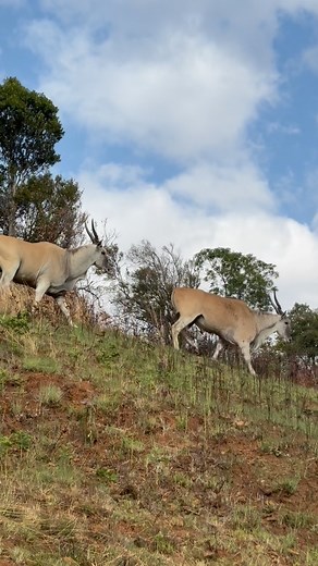 5.7K views · 3.2K reactions | The largest of the antelope. Most magnificent, graceful eland. “Our work is to create beauty, to make the land more fertile, to make our living and to leave the world better than when we first came into it.” - Bill Carte | 1941 |Founder #cavern1941 #drakensberg #manyhappyreturns #greatoutdoors #fauna #southafrica #ecofriendly #sustainable #naturereserve | The Cavern Resort Drakensberg | Facebook