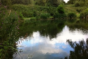 Lloyds Meadow Fishery, Frodsham | Fishery Guide