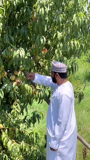 Peach Picking in a Serene Orchard Setting