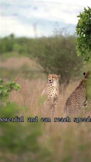 Cheetah vs Lion #Shorts