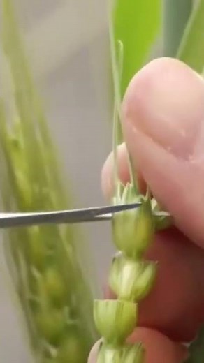 Hybridization techniques of wheat.
