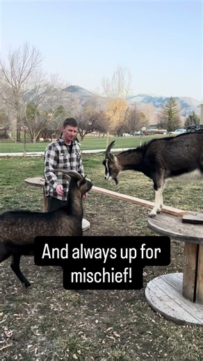 1 year old Alpine Pack Goat in training, Happy Birthday Kevin! #packgoats #hunter