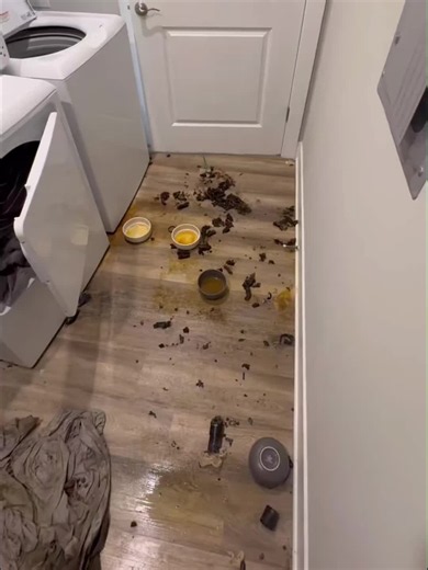 Laundry Room Deep Clean for Hoarder House Transformation