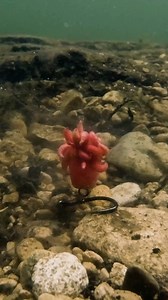 Der GRÖßTE FOX Launch des Jahres 😵 Es kommen über 200 neue Produkte. Wir sind gespannt welches Produkt dir am besten Gefällt? | Fox International