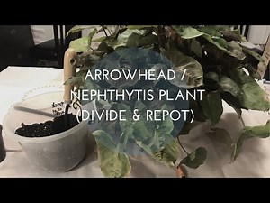 Arrowhead / Nephthysis Plant (Divide & Repot)