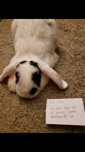 Alice BunnyBun (@alice.bunnybun)’s videos with Dogsong - Toby Fox