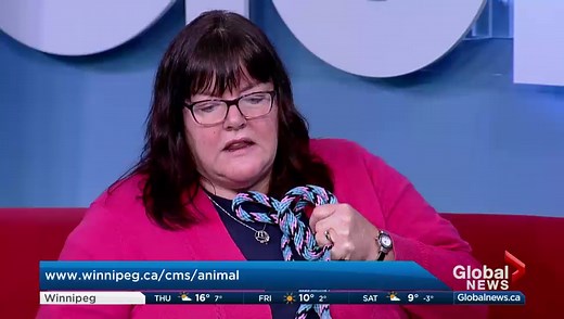 How you can become a Registered Veterinary Technician