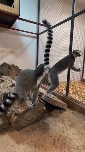 الليمور Lemurs
