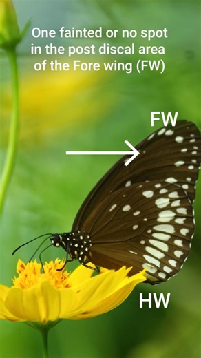 Quick Identification Tips 1 - The Common Crow Butterfly #butterflyshorts #wildlife