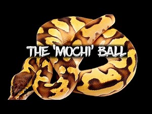 The 'Mochi' Ball Python