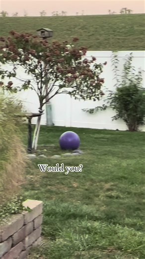 German Shepherds: Loyal Guardians of Your Family