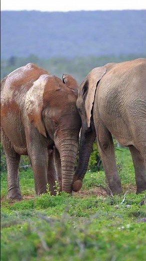 This is the smartest animal on earth🧠 Elephants