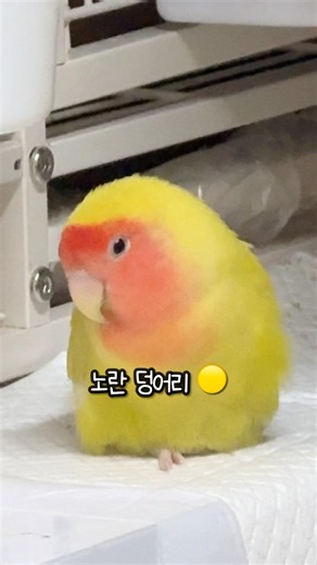 노란 덩어리 몰래 훔쳐보기 🟡👀 #모란도란 #lovebird #앵무새 #parrot #모란앵무
