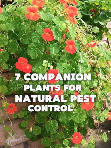 🌿 7 Companion Plants for Natural Pest Control 🌼 Want to reduce garden pests naturally? Try these companion plants: Marigold 🌼 for nematodes, Basil 🌿 for aphids and flies, Rosemary 🌱 for cabbage moths, Nasturtium 🌸 as a trap crop for aphids, Dill 🌿 to attract beneficial insects, Thyme 🌱 for cabbage moths, and Mint 🌿 for ants and some flies. Which one do you grow? 🌱👇 #CompanionPlanting #NaturalPestControl #GardeningTips #OrganicGardening #gardenpests