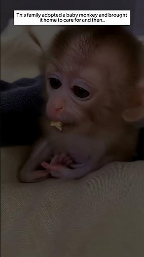 A Family Adopted a Baby Monkey.
