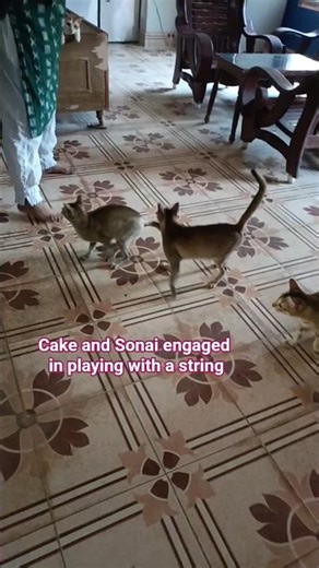Cats playing with a string 🥰 Simple things bring them joy, which no expensive toy can replace ☺️🤩