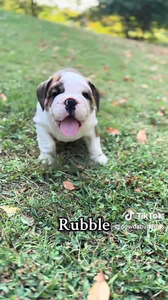 English Bulldog Puppies for Adoption in East TN