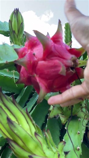 Morrocan Red Variety#fruit #farming #harvest