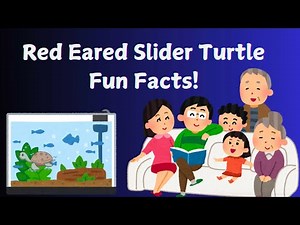 Red-Eared Slider Turtle Fun Facts!