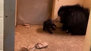 33K views · 1.1K reactions | EXCITING NEWS TO SHARE! For the first time EVER our sloth bear cub will be stepping outside to explore its exhibit today during Philly Zoo at 2! Join us to watch this special and exciting moment LIVE on our Facebook page at 2:00 p.m. - you don't want to miss it!   | Philadelphia Zoo | Facebook